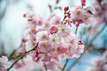 Beautiful close-up bokeh view of beautiful pink sakura branch in early spring cloudy day.