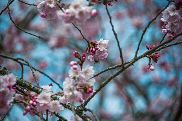 Beautiful close-up bokeh view of beautiful pink sakura branch in early spring cloudy day.
