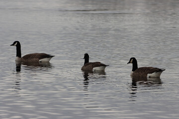 A stunning shot of a Heron in flight over a lake