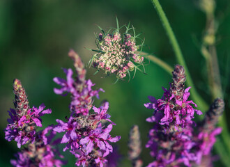 Purple Summer flowers