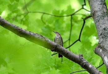Northern Waterthrush in the tree