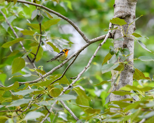 Male Blackburnian Warbler perched in the tree
