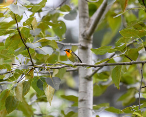 Blackburnian Warbler on the branch