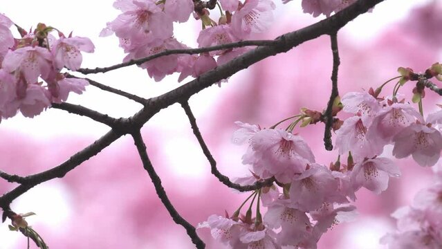 Slow motion of beautiful pink cherry blossoms wet with rain in spring