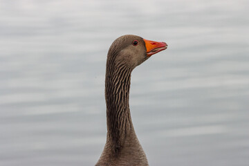 A beautiful animal portrait of a Goose.
