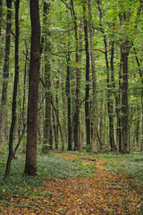 Obraz premium Forest and reservoir on a sunny autumn day in Bukovina near the town of Kitzman. Ukraine, September 2014