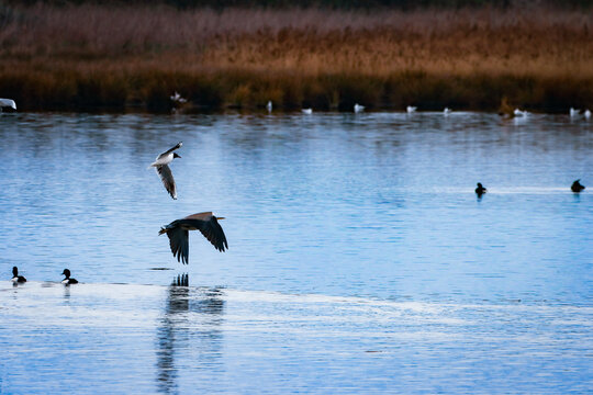A stunning shot of a Heron in flight over a lake