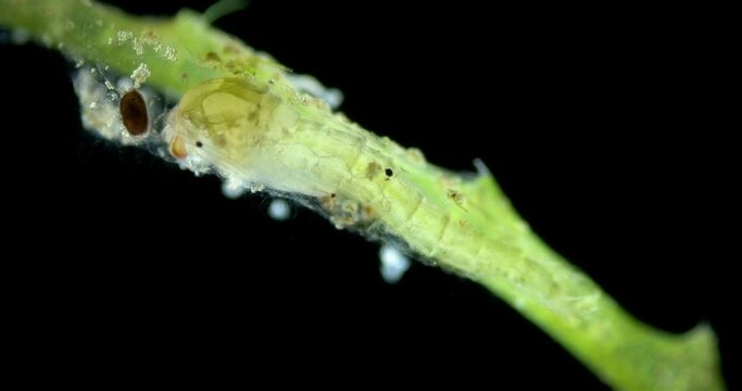 Pupa larva of a mosquito under a microscope, order Diptera, an adult mosquito will appear in a few days. Internal organs are visible.