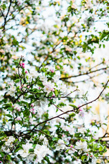 Beautiful Apple Tree Flowers Blossom Sunny Garden Spring Time Sunset Background