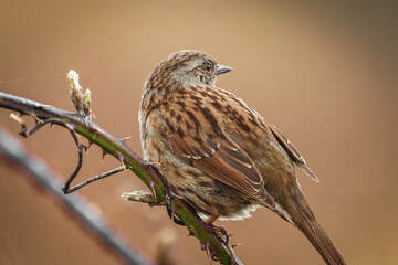 A stunning animal portrait of a Wren Bird