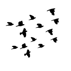 Birds flying, black colour illustration with transparent background 