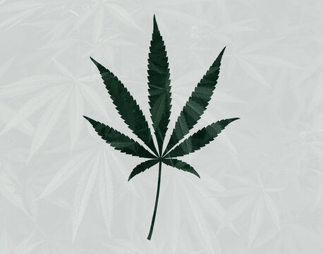 Cannabis leaf background. Marijuana.