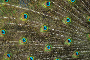 Obraz premium Peacock feather close up, background of a colored bird tail