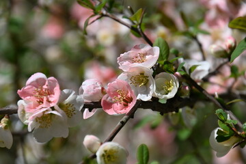 春の日ざしを受けて