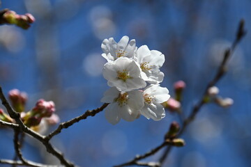 桜の花