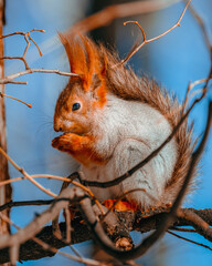 Portrait of red squirrel (sciurus vulgaris) feeding outdoors