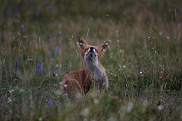 Red fox