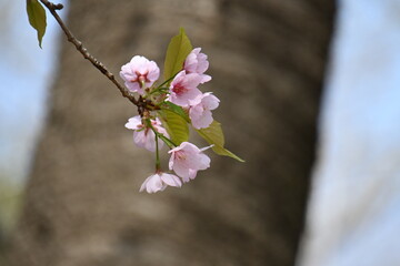 桜の花