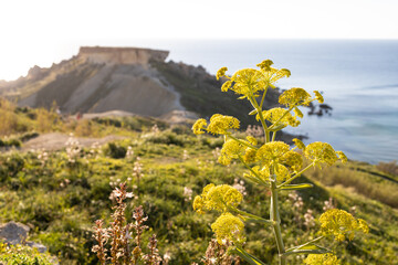 Spring on Qarraba Bay, Malta, Europe