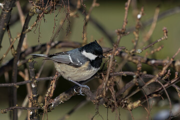 Side view of cute coal tit bird sitting on a twig in a red currant bush in winter