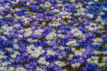 Łąka pełna krokusów w kolorze białym niebieskim i fioletowy w jednym z parków