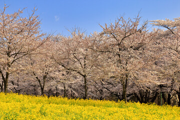 赤城南面千本桜の満開の桜と菜の花 ( 群馬県 前橋市 )