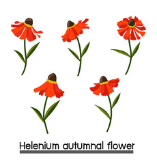 Helenium autumnal flower background.Eps 10 vector.