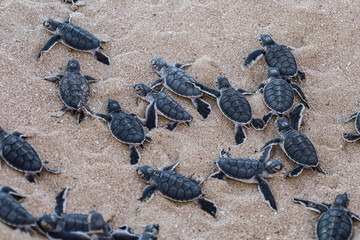 Turtles hatchlings on the beach. Many baby turtles going out of the nest, walking on the sand to...