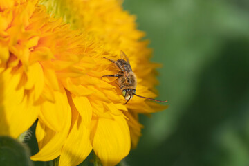 Closeup of a bee on a sunflower