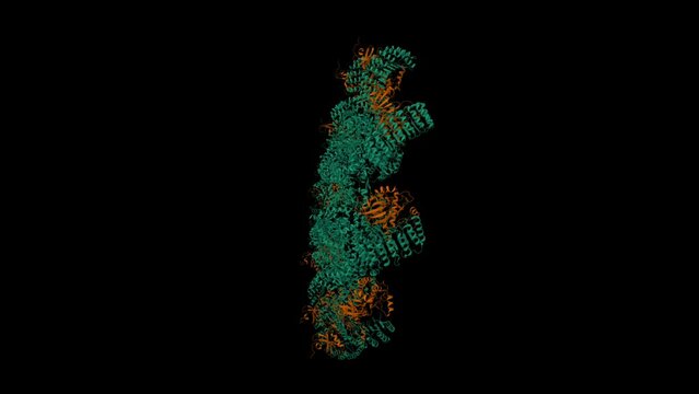 Cryo-EM structure of the active NLRP3 inflammasome disk. Animated 3D cartoon and Gaussian surface models, PDB 8ej4, entity id color scheme, black background