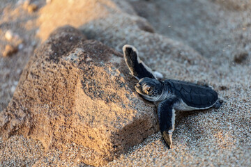 New born turtle resting on a rock. Cute baby turtle in the sand. Hatchlings season in Exmouth, Western Australia.