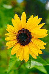 Perfect Sunflower In Bloom