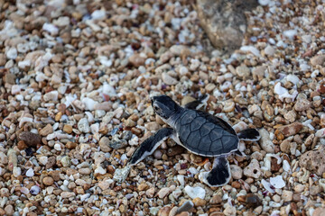 Newborn turtle at the beach. Cute baby turtle in the sand and small rocks. Hatchlings season in...