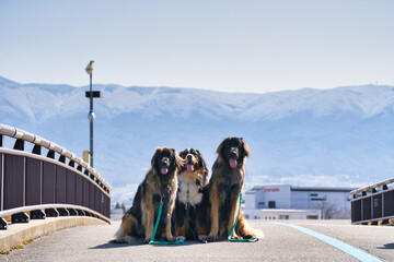 山を背景に集まる三匹の犬
