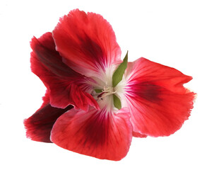 Red pelargonium flower closeup isolated