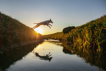 Dalmatian and german pointer jumping over a small river while sunset is in the background. Free dogs playing in beautifull nature.