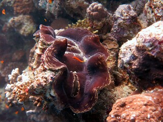 Red sea colorful giant clam shells