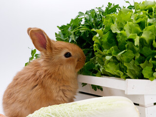 rabbits and fresh greens salad parsley carrot cabbage on a white background
