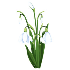 Fototapeta na wymiar Beautiful vector snowdrops. First spring flowers. clipart. Delicate snowdrop flowers for your design 