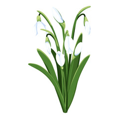 Beautiful vector snowdrops. First spring flowers. clipart. Delicate snowdrop flowers for your design 