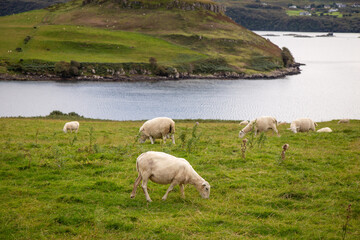 Classic view of sheep in fields in Scotland