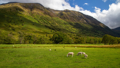 classic view of sheeps in a field in Scotland