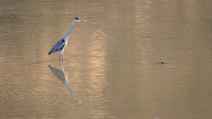 blue heron on the water