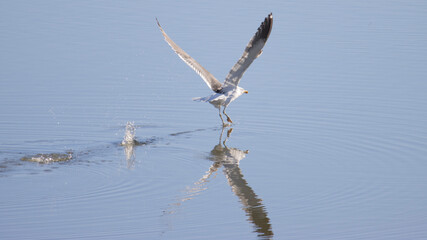 seagull starting flight