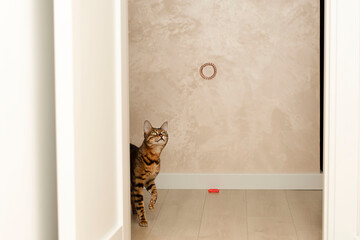Animals. Beautiful striped leopard ginger domestic bengal cat plays with multi-colored rubber bands in the home interior.