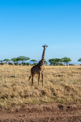 wild giraffe in Serengeti National Park in the heart of Africa