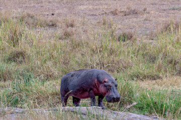 Wild hippo in Serengeti national park