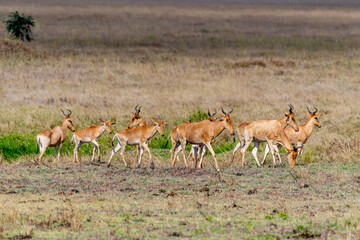 Naklejka na ściany i meble Wild Thomson's gazelles in serengeti national park