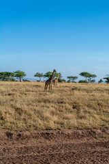 Fototapeta na wymiar wild giraffe in Serengeti National Park in the heart of Africa