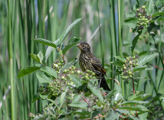 Young Red-winged Blackbird in the reeds
